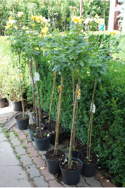 Троянда англійська на штамбі (жовта)